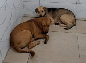 暖势力:财哥的狗,众生缘接手领养,有配图