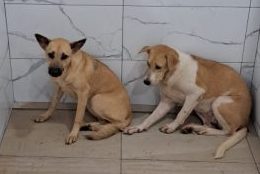 暖势力:财哥的狗,众生缘接手领养,有配图