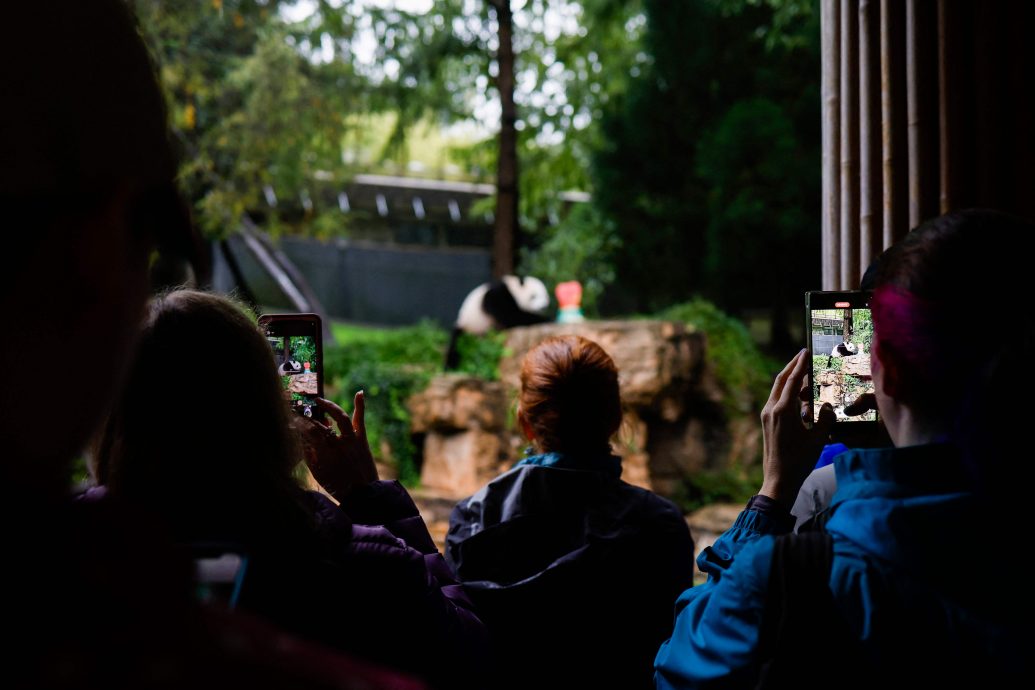 最后一批明年底返中 50年多年中美熊猫外交或将结束 //主