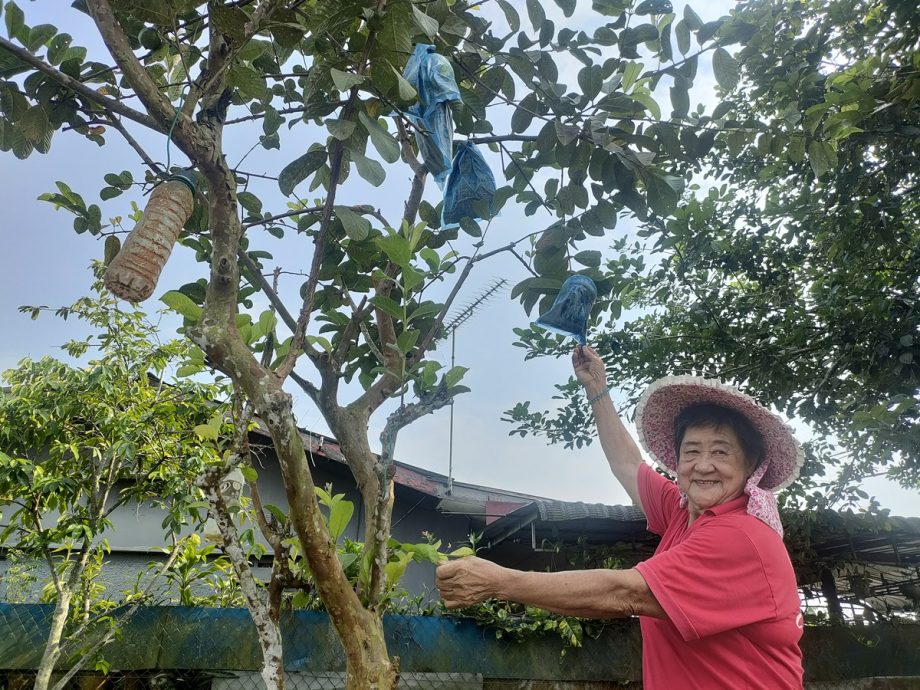 有故事的人(本月19日见报):黄雅香爱种自家菜,换来健康及成果