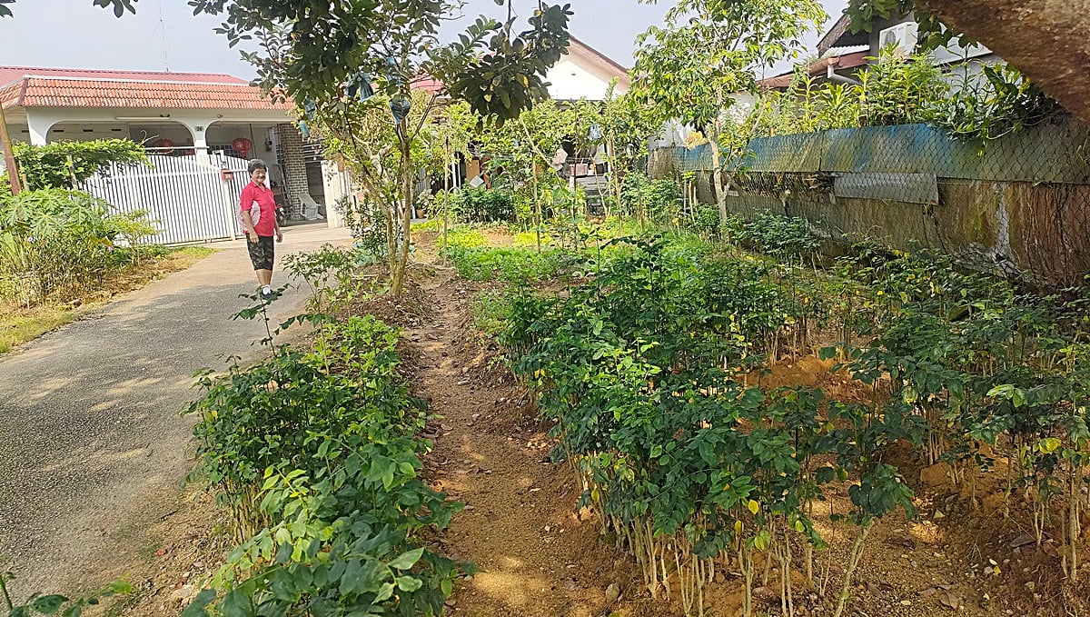 有故事的人(本月19日见报):黄雅香爱种自家菜,换来健康及成果