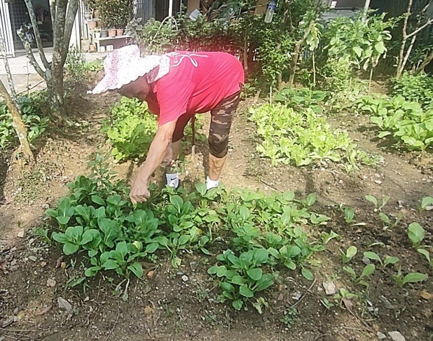 有故事的人(本月19日见报):黄雅香爱种自家菜,换来健康及成果