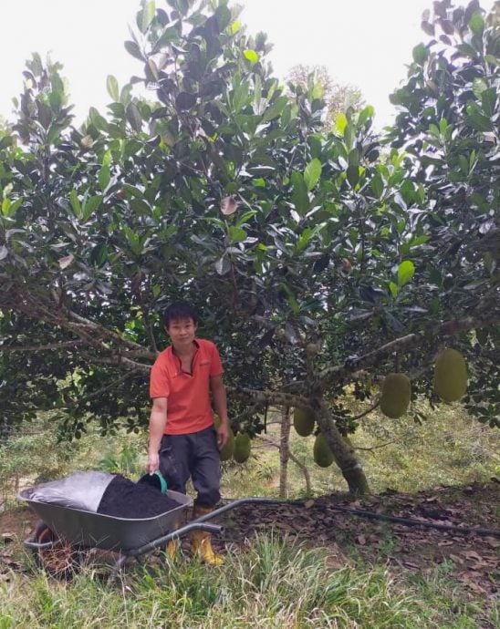 柔：今日面谱（28/9见报）：张健龙种菠萝蜜种出春天