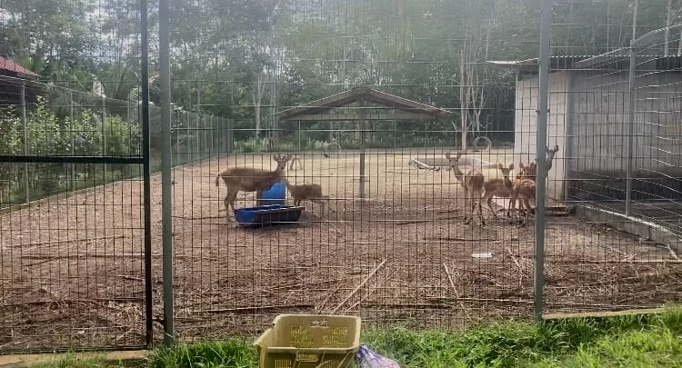 柔:宠物萌萌哒(30/9刊登):林诗耀养鹿为乐