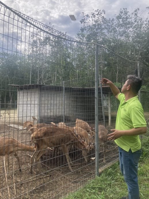 柔:宠物萌萌哒(30/9刊登):林诗耀养鹿为乐