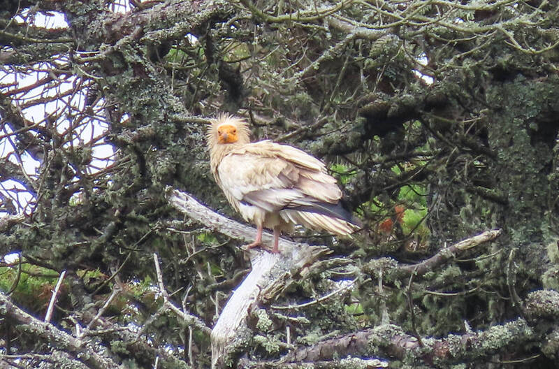 消失150多年! 濒危古代神鸟「埃及秃鹰」惊喜现身英国