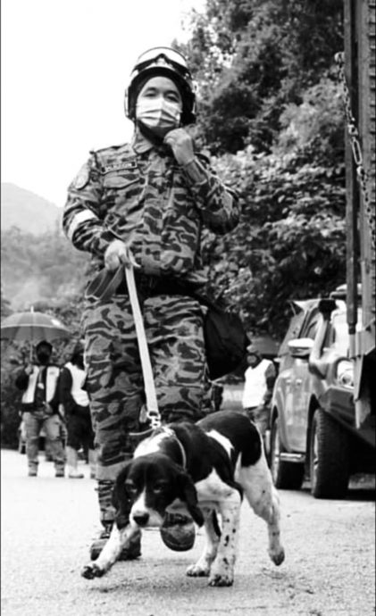 消拯局英雄犬 淋巴癌恶化被安乐死