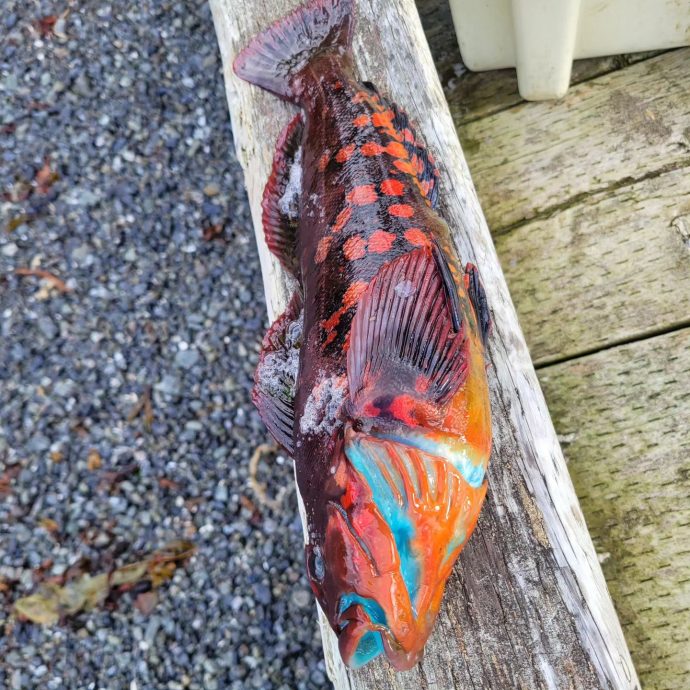 渔夫钓到橘皮蓝肉怪鱼 烹煮后还会变色