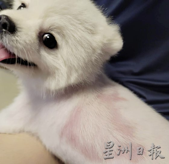 爱心爸爸大师兄，帮助狗狗寻找新家