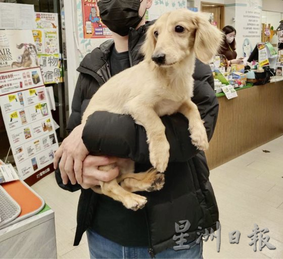 爱心爸爸大师兄,帮助狗狗寻找新家