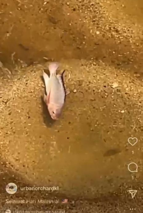 独家|城市果园被“入侵” Yen叔气哭:他们又来偷捞鱼 