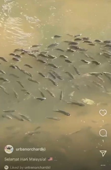 独家|城市果园被“入侵” Yen叔气哭:他们又来偷捞鱼 