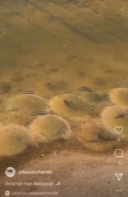 独家|城市果园被“入侵” Yen叔气哭:他们又来偷捞鱼 