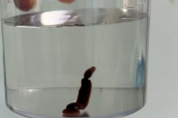 男子连三周流鼻血 鼻道揪出4公分水蛭