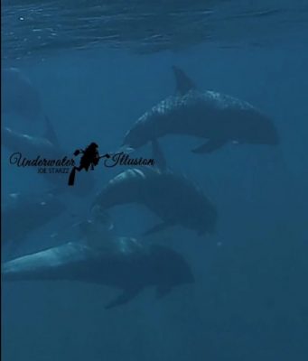 目睹上百海豚畅游 潜水员直呼幸运