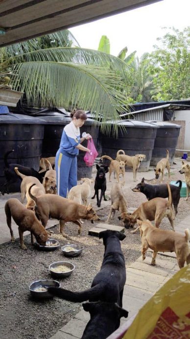 碎米涨涨涨，狗吃贵米，浪浪庇护所大喊吃不消！
