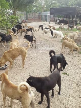 碎米涨涨涨，狗吃贵米，浪浪庇护所大喊吃不消！