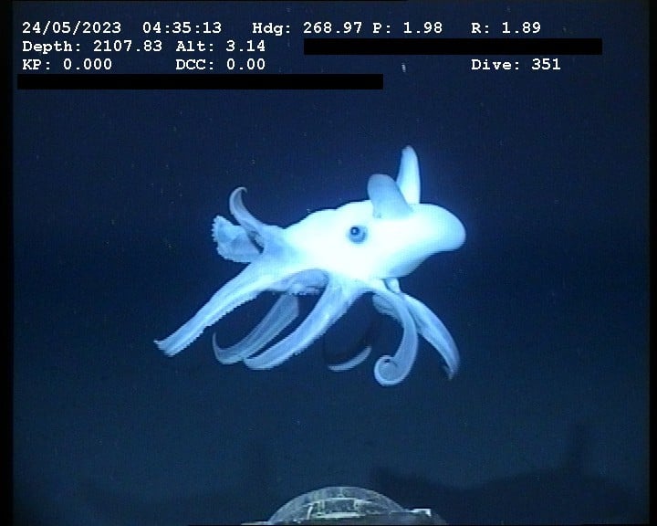 视频 | 拼盘 超萌「小飞象章鱼」 融化万人