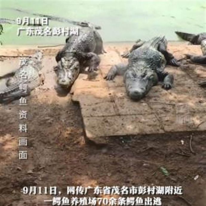 视频| 海葵台风暴雨酿灾 广东茂名养殖场逾70条鳄鱼出逃