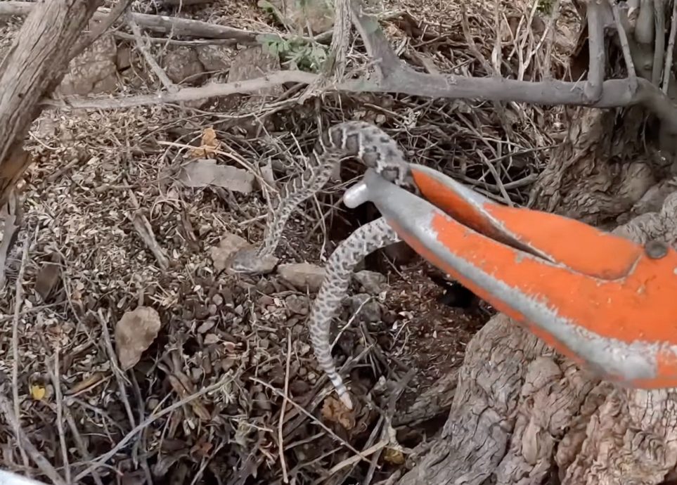 视频|民宅车库沦蛇窝 “抓到20条响尾蛇！”