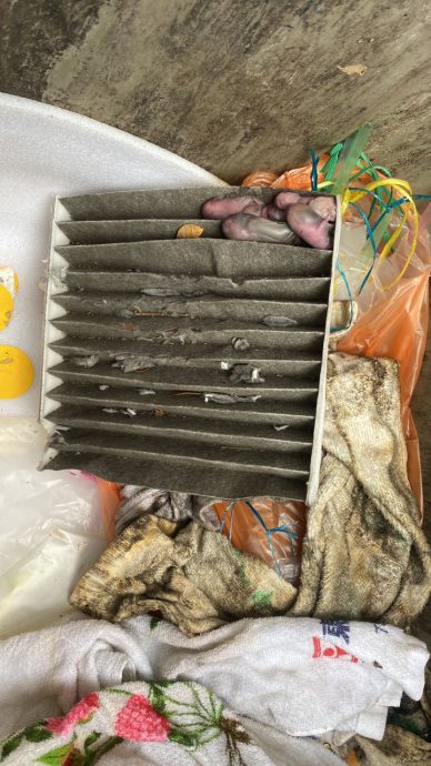 车内臭味难忍  “原来有4只尸体”