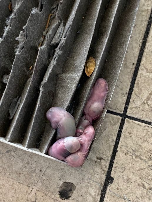 车内臭味难忍  “原来有4只尸体”