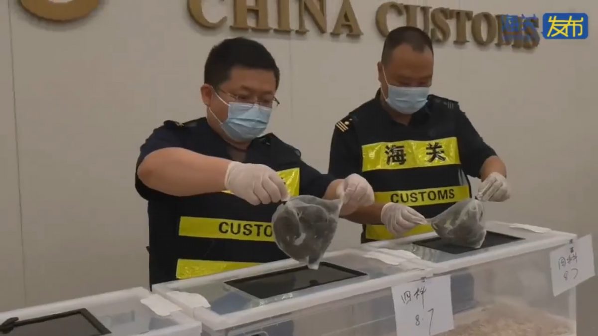 过海关神情怪异 女子胸部藏16活蜥蜴