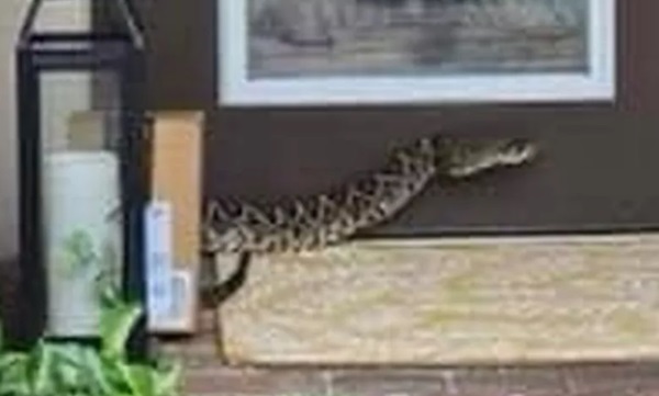 送货被最毒响尾蛇咬伤 女外送员性命危殆