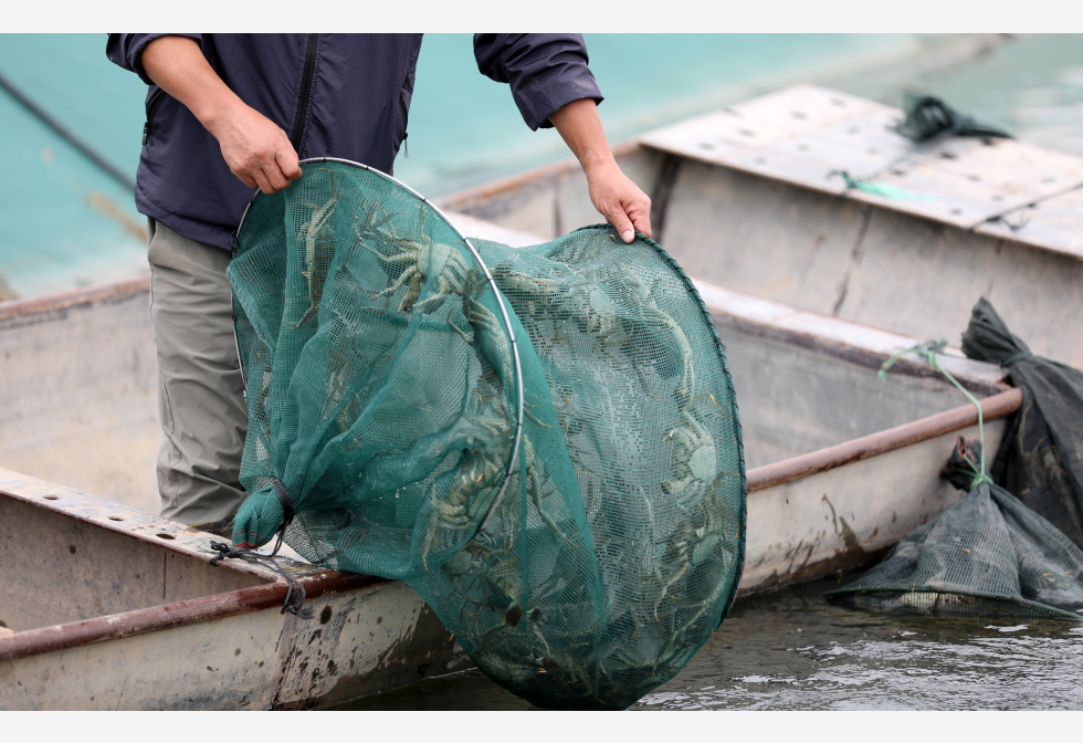 阳澄湖大闸蟹迎3年最大丰收 品质胜去年 价格更便宜