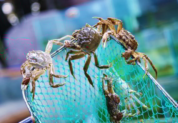 阳澄湖大闸蟹迎3年最大丰收 品质胜去年 价格更便宜