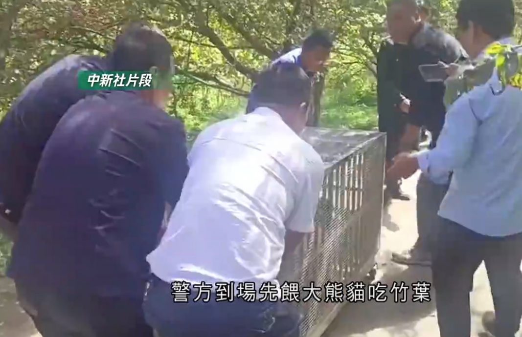 陕西野生大熊猫闯民居 体检后有惊人发现