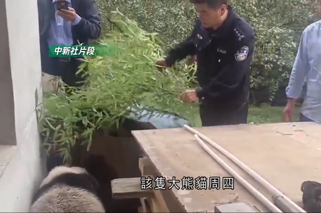 陕西野生大熊猫闯民居 体检后有惊人发现