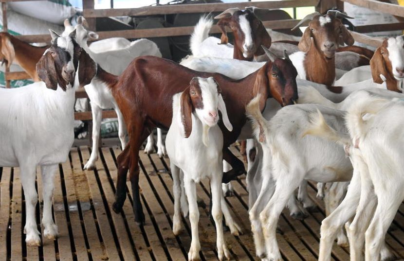 隔壁是羊棚臭死！ 男子：羊叫吵到夜夜难眠