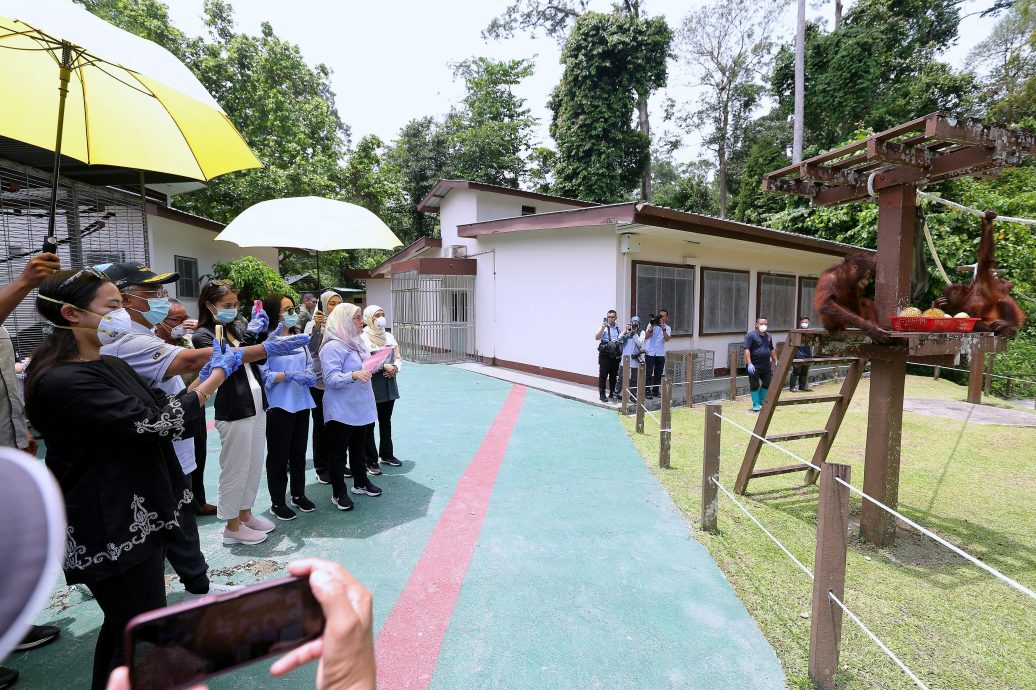 (元首)国家元首访西必洛 为小人猿取名为“迪迪”