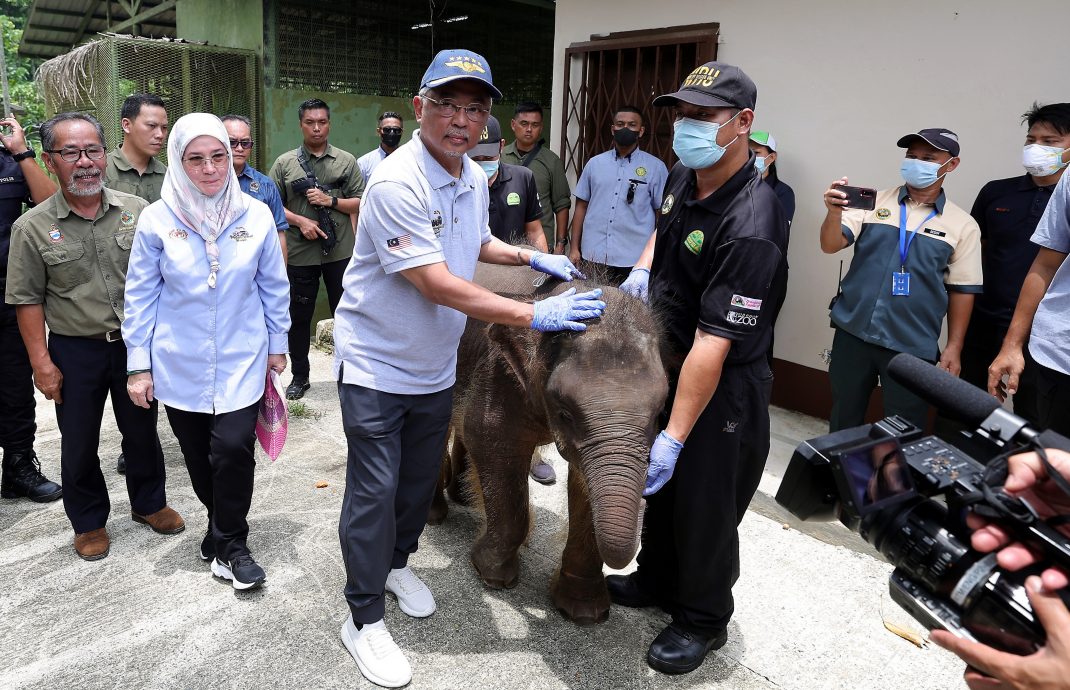 (元首)国家元首访西必洛 为小人猿取名为“迪迪”