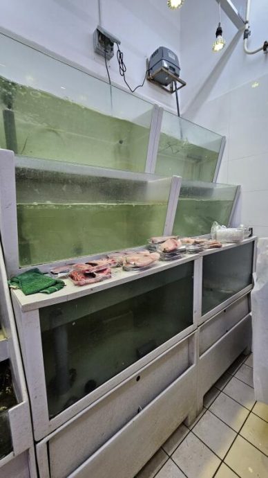 (已签发)柔:狮城二三事:超市扫货后沟渠放生逾30活鱼 狮城佛总:本地不适合放生