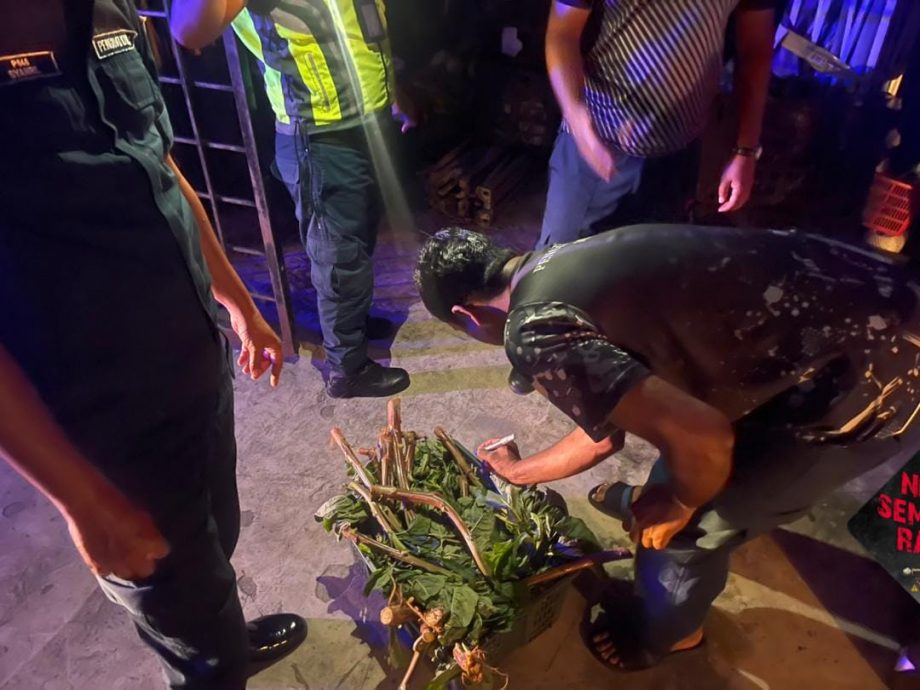 NS芙蓉/外劳五脚基非法卖菜,网民质问市政厅在睡觉吗?