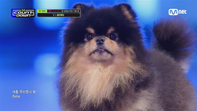 V@BTS携爱犬打歌 专辑超越Jimin创纪录