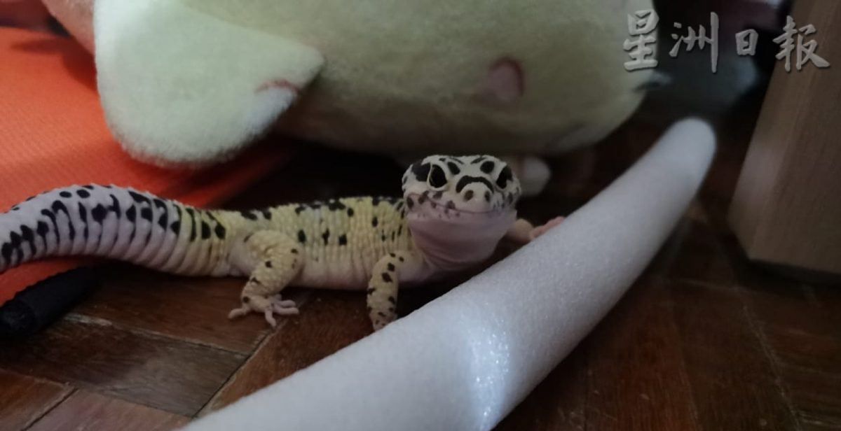 ★10月7日刊登/大霹雳封底主文/已签/【我的萌宠】/貌似壁虎的豹纹守宫 宠物界新宠