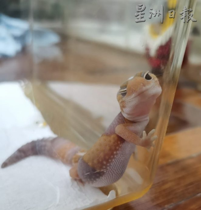 ★10月7日刊登/大霹雳封底主文/已签/【我的萌宠】/貌似壁虎的豹纹守宫 宠物界新宠