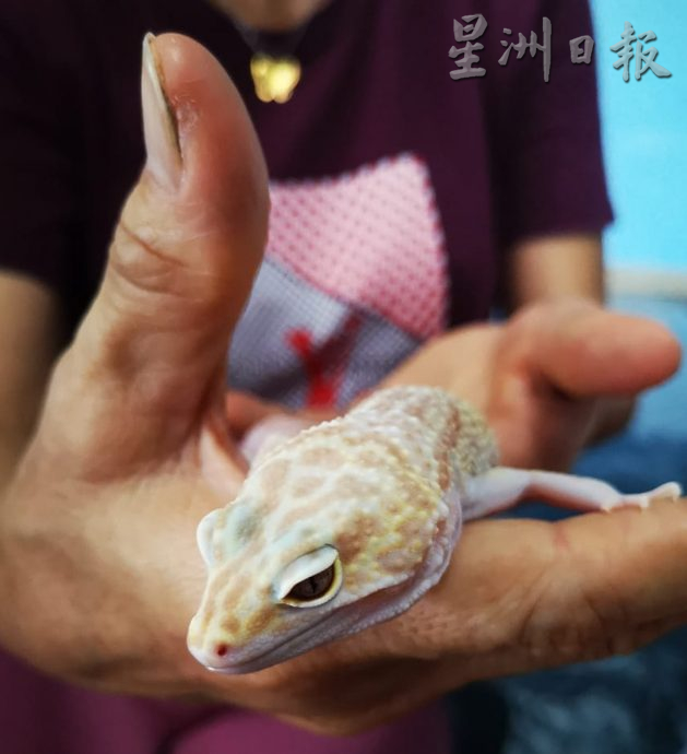 ★10月7日刊登/大霹雳封底主文/已签/【我的萌宠】/貌似壁虎的豹纹守宫 宠物界新宠