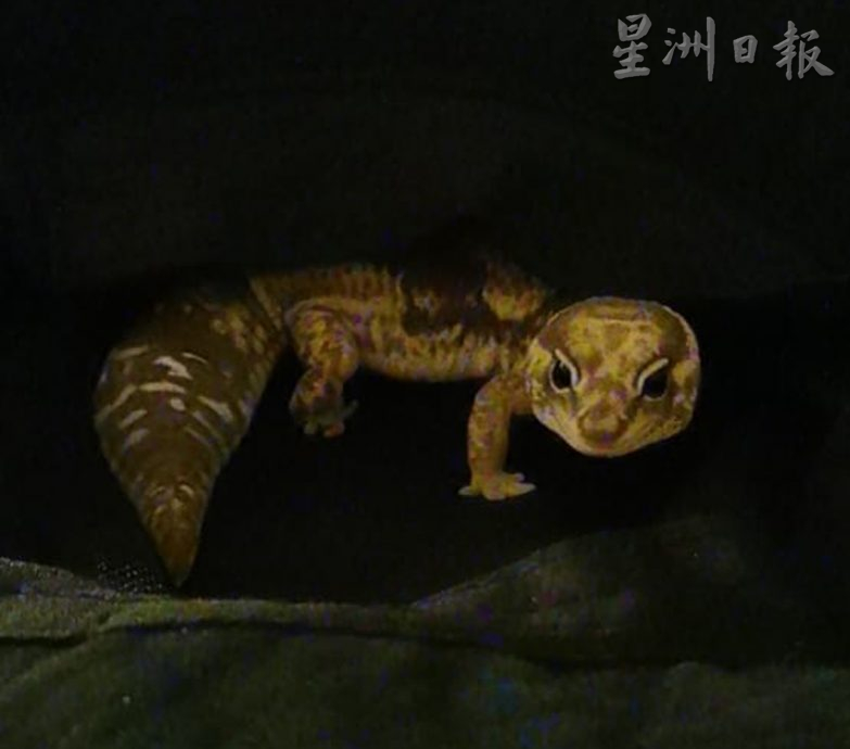 ★10月7日刊登/大霹雳封底主文/已签/【我的萌宠】/貌似壁虎的豹纹守宫 宠物界新宠