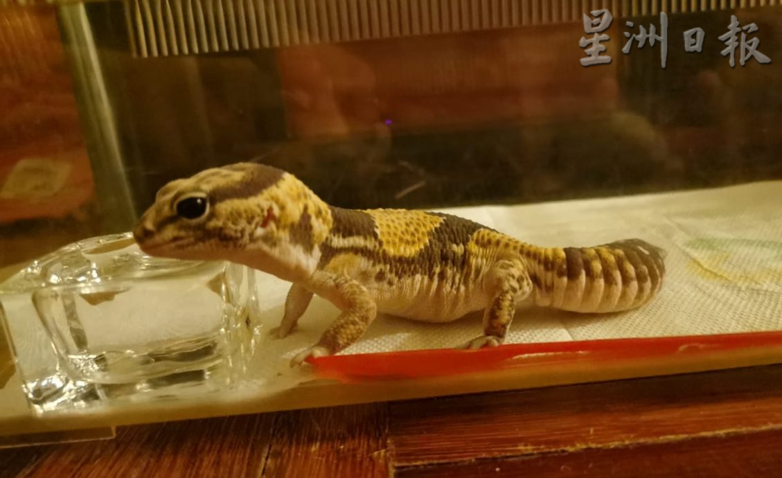 ★10月7日刊登/大霹雳封底主文/已签/【我的萌宠】/貌似壁虎的豹纹守宫 宠物界新宠