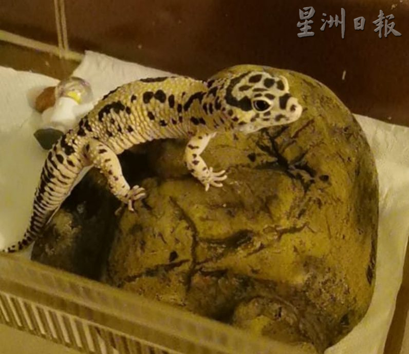 ★10月7日刊登/大霹雳封底主文/已签/【我的萌宠】/貌似壁虎的豹纹守宫 宠物界新宠
