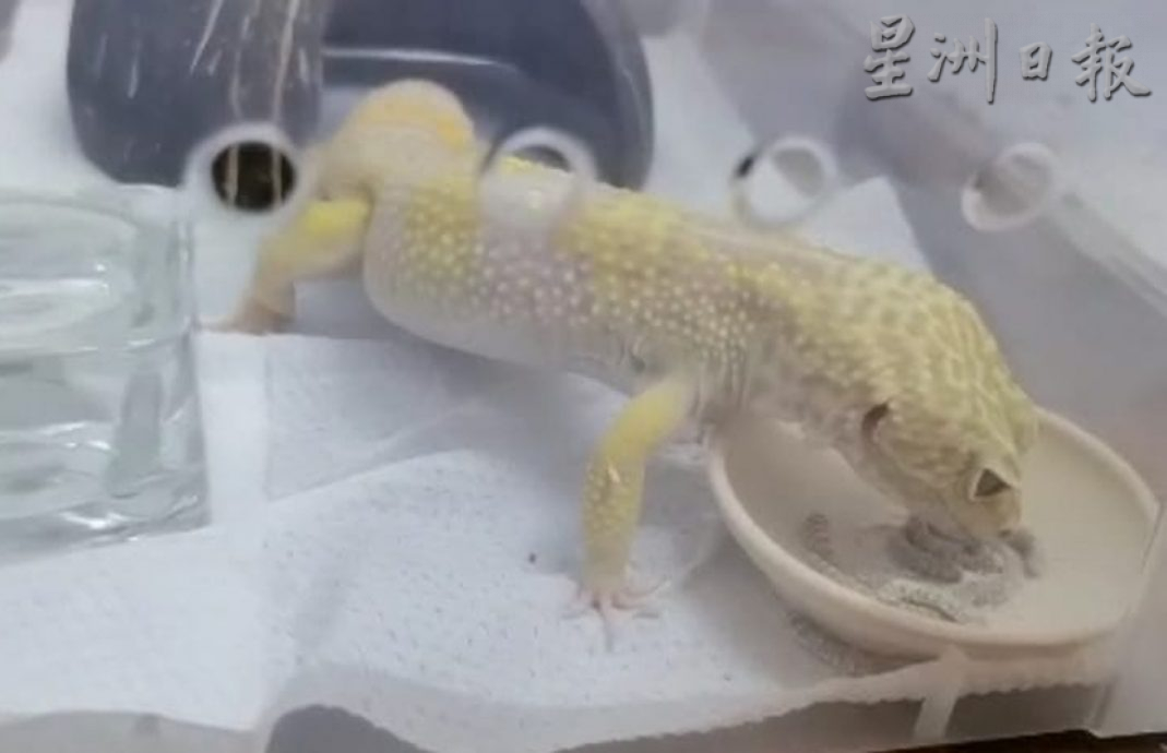 ★10月7日刊登/大霹雳封底主文/已签/【我的萌宠】/貌似壁虎的豹纹守宫 宠物界新宠