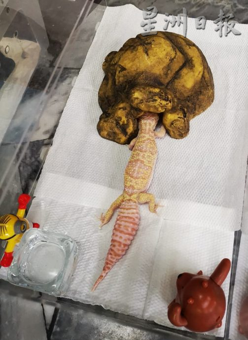 ★10月7日刊登/大霹雳封底主文/已签/【我的萌宠】/貌似壁虎的豹纹守宫 宠物界新宠