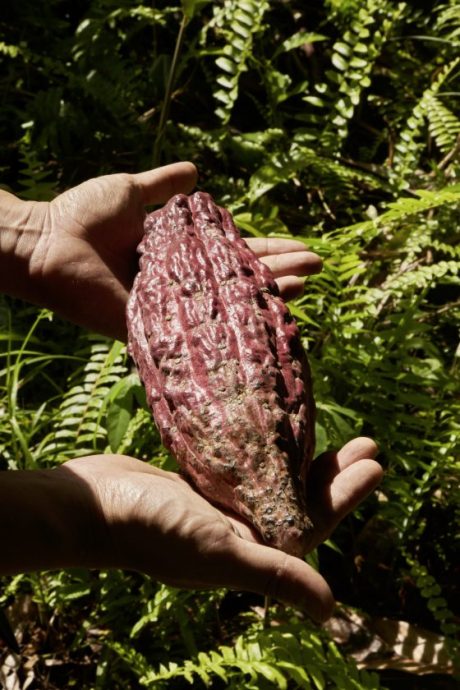 【可可商机/01】单一原产地可可豆──马来西亚巧克力独特风味的密码