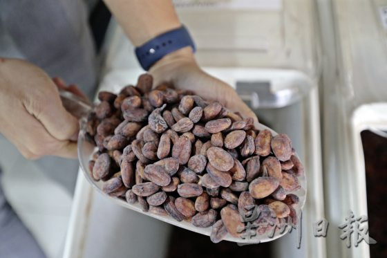 【可可商机/01】单一原产地可可豆──马来西亚巧克力独特风味的密码