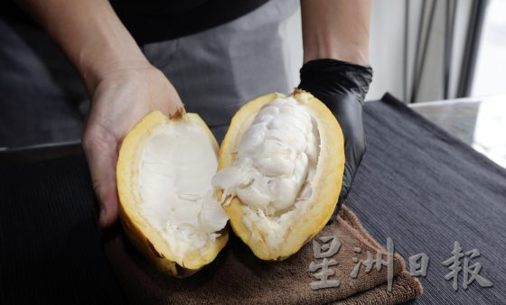 【可可商机/01】单一原产地可可豆──马来西亚巧克力独特风味的密码