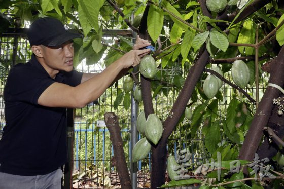 【可可商机/01】单一原产地可可豆──马来西亚巧克力独特风味的密码